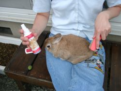 ６月１６日 グルーミング １週間に１回から２回 外で ブラシ と グルーミングスプレー を持ってブラッシング まずは ラバーブラシ を用いて 抜け落ちる毛を取り除き その後 グルーミングスプレーを体全体に振りかける 次に手のひら